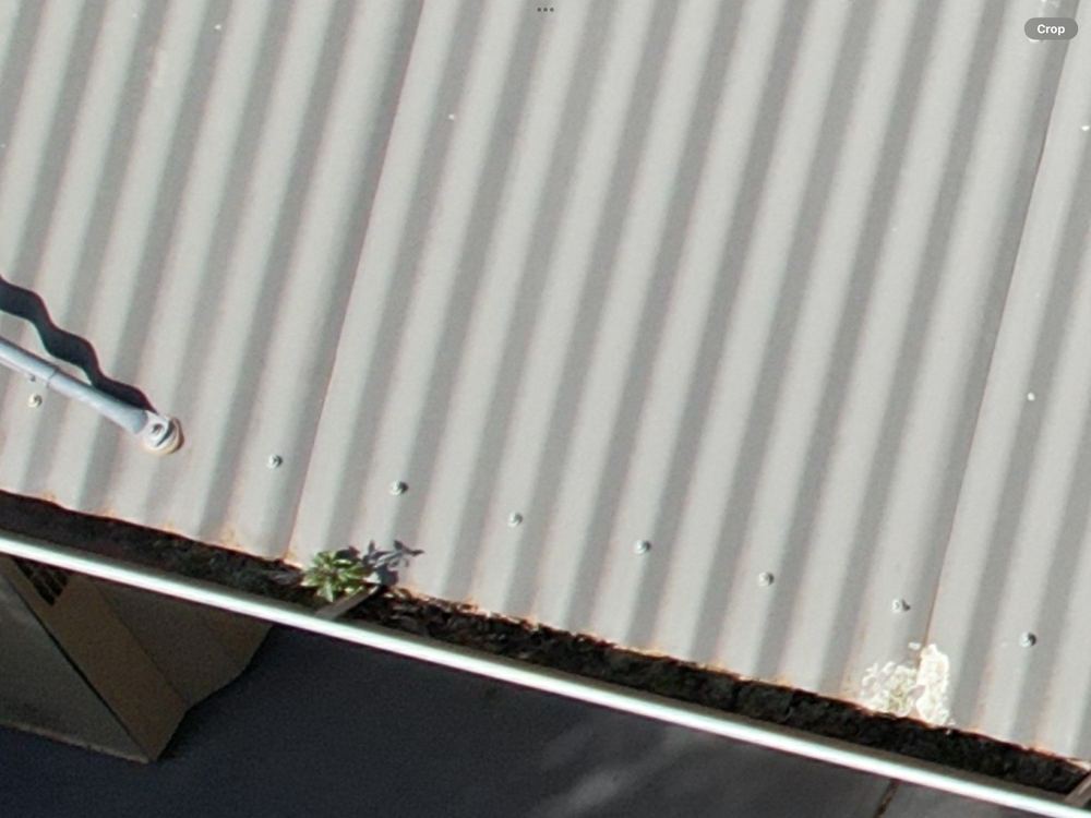 Gutters and downpipes choked with leaves and twigs, found during a building and pest inspection in Newport